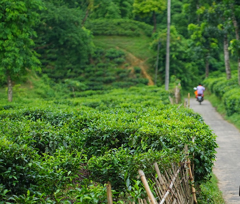 Top 10 Best Tea Garden Resorts in Sreemangal for Your Next Getaway